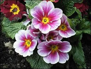 Quelle est cette fleur ?