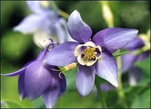 Quelle est cette fleur ?