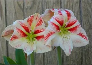 Quelle est cette fleur ?