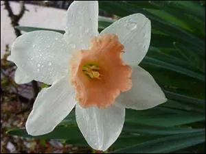 Quelle est cette fleur ?