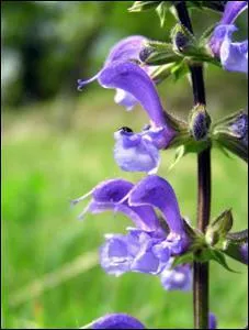 Comment s'appelle cette fleur ?