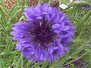 Quiz Fleurs