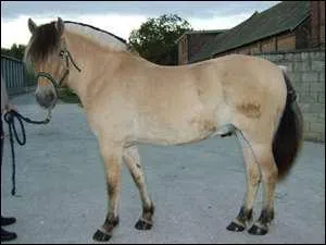 Quelle est la race de ce cheval ?