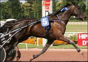 Quelle est la race de ce cheval ?