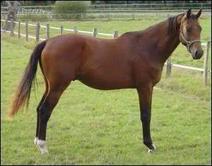 Quelle est la race de ce cheval ?