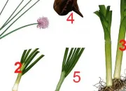 Quiz Les lgumes 
