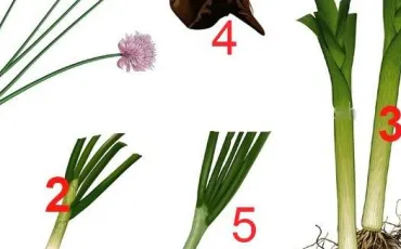 Quiz Legumes