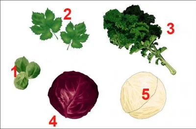 ... . le chou de Bruxelles ?