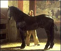 Qui s'occupe de Tornado, le cheval de Zorro ?