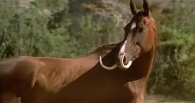 Dans quel film pouvons-nous voir cet animal ?