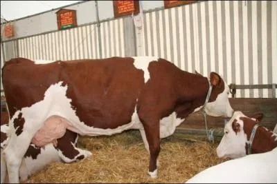 Quelle est cette race ?