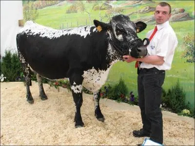 Quelle est cette race ?