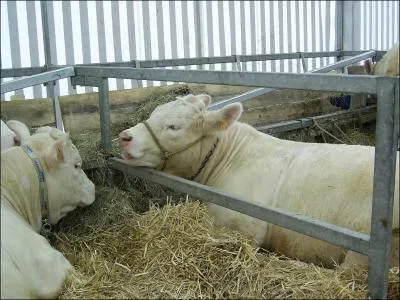 Quelle est cette race ?