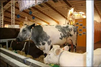 Quelle est cette race ?