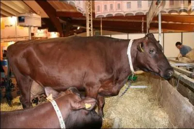 Quelle est cette race ?