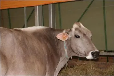 Quelle est cette race ?