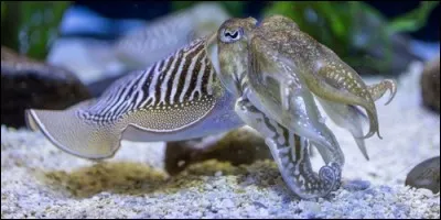 A quelle classe de mollusques la seiche appartient-elle ?