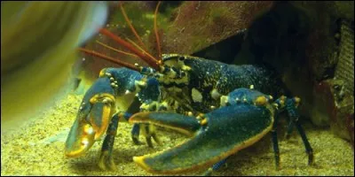 Le homard a des pinces plus fines que l'araignée de mer.