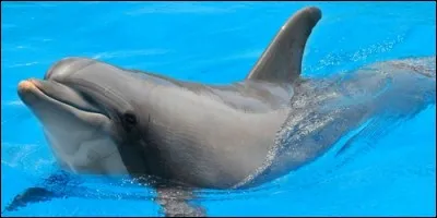 Quel sens le dauphin utilise-t-il le plus pour se diriger ?