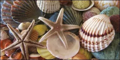 Lequel de ces animaux est un coquillage ?