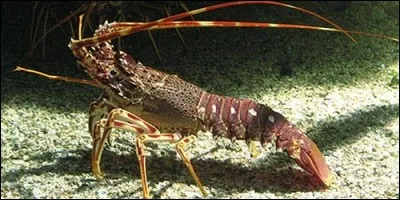 La langoustine est le bébé de la langouste.