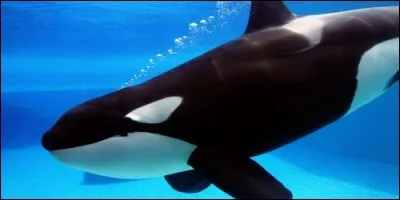 Quel mammifère marin noir et blanc est surnommé la baleine tueuse ?