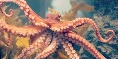 Quel est l'autre nom du poulpe ?