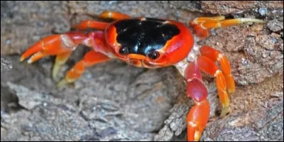 Combien de paires de pattes a le crabe ?