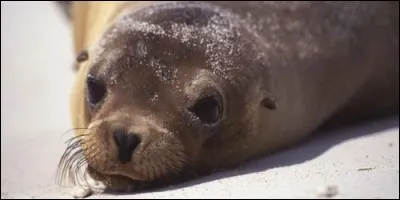 Le lion de mer est un phoque.