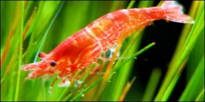 Dans quelle partie de son corps se trouve le coeur de la crevette ?