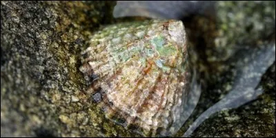 Quel est le surnom du coquillage appelé patelle ?