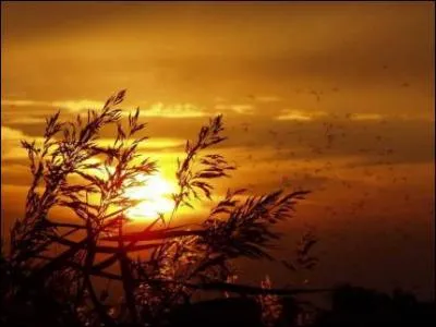 Qui n'a pas crit le pome 'Soleils couchants' ?