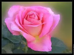 Si vous tes frais comme une rose :