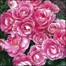 Dans quelle chanson de Francis Cabrel entend-on 'tu as vers sur ma vie des milliers de roses' ?
