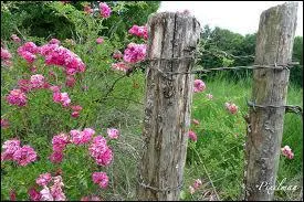 Laquelle de ces chansons de Cabrel ne fait pas partie de l'Album 'des roses et des orties' ?