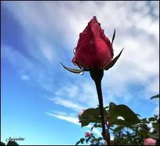 A qui doit-on les mots 'Tu es responsable pour toujours de ce que tu as apprivois, tu es responsable de ta rose' ?