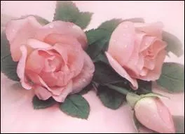 Compltez ces paroles de 'Mon Amie la rose' de Franoise Hardy : A l'aurore je suis ne, baptise de rose...