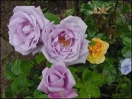 Qui chantait 'Vive la rose et le lilas' ?