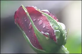 Qui a crit la chanson 'Mon amie la rose  interprte par Franoise Hardy ?