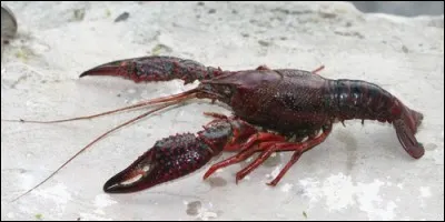 Quel crustacé vit dans les rivières ?