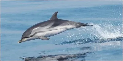 Quelle partie du corps du dauphin est presque blanche ?