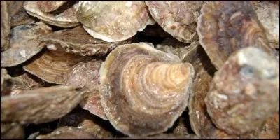 Que sont les belons ?