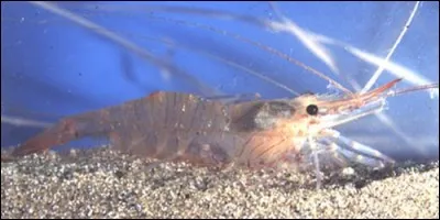 Combien de pattes a la crevette ?