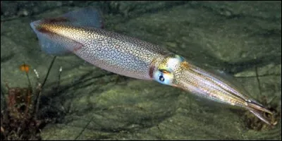 Quelle espèce de calmar mange-t-on ?