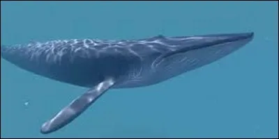 La baleine bleue est le plus gros animal de la planète.