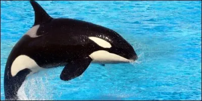 L'orque appartient à la même famille que les dauphins.