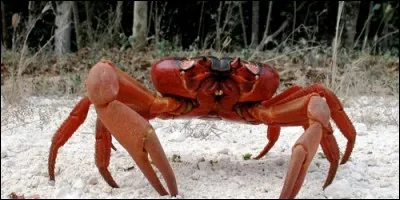 Le crabe est :