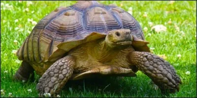 Les tortues ne vivent que dans les rivières.