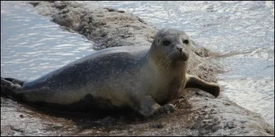 De quelle couleur est la fourrure du bébé phoque ?