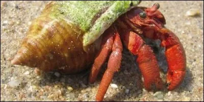 Quel est l'autre nom du pagure ?